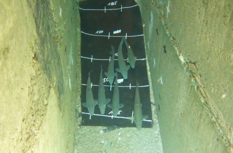 “OptiPass” – First successful field study in Uzbekistan